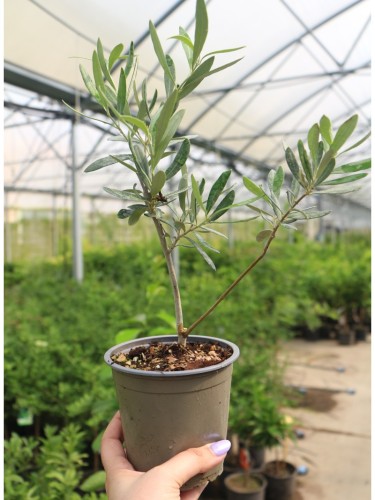 Ulivo olivo "Olea europea...