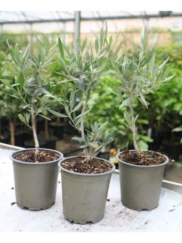 Ulivo olivo "Olea europea...