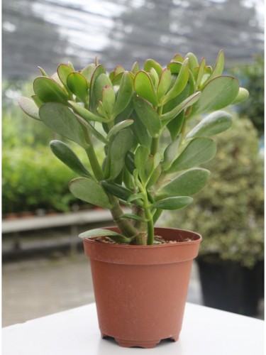 Crassula ovata "Albero dei...