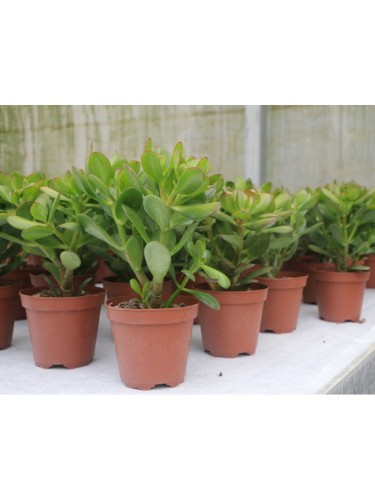 Crassula ovata "Albero dei...