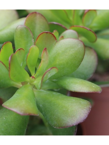 Crassula ovata "Albero dei...
