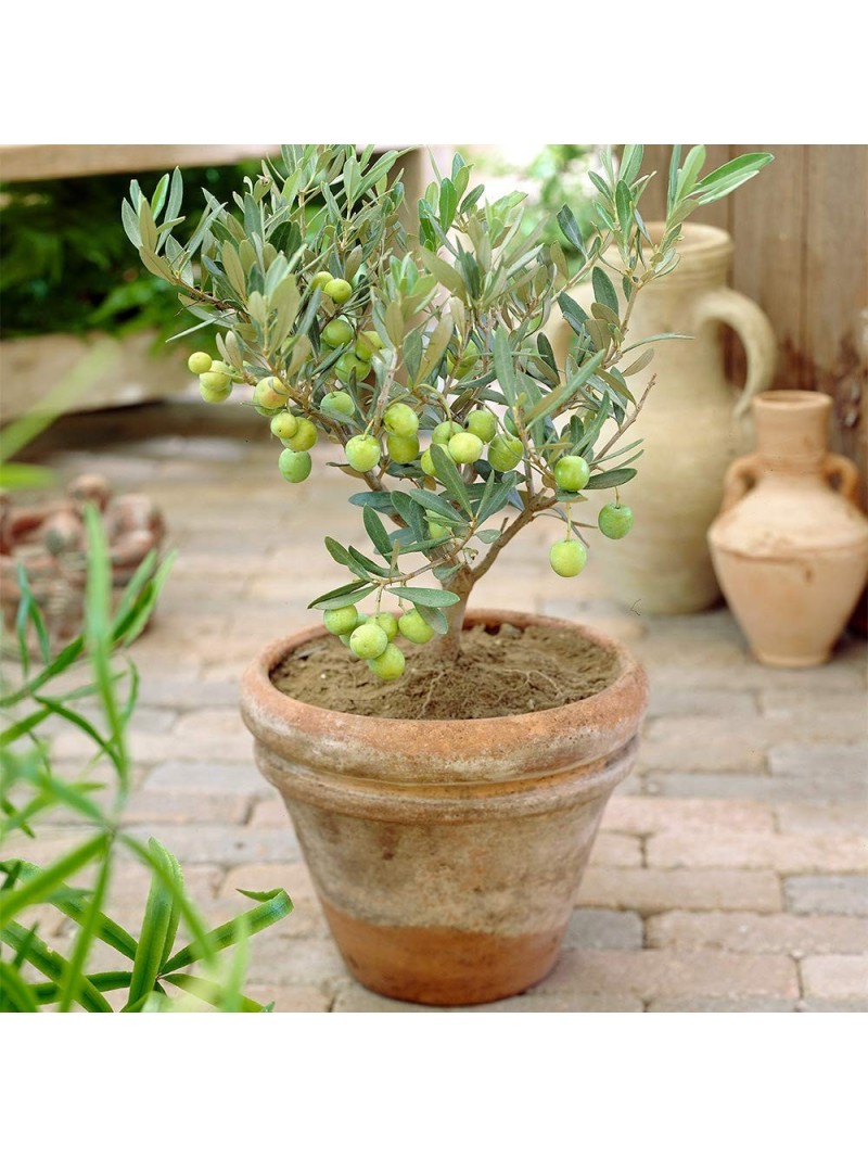 Olivo CipressinoVendita Online - Vivai Piante Gabbianelli - Foto 9