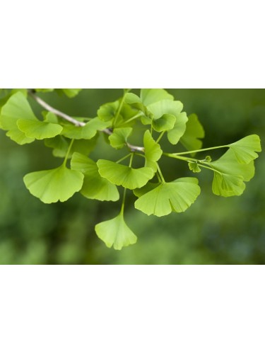 Ginkgo biloba 3 piante in...