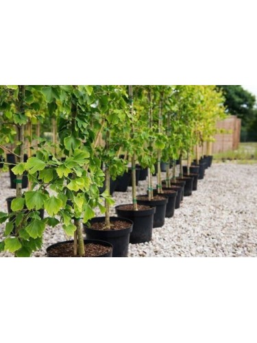 Ginkgo biloba 3 piante in...