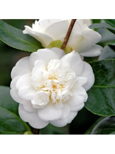 Camelia bianca "Camellia...