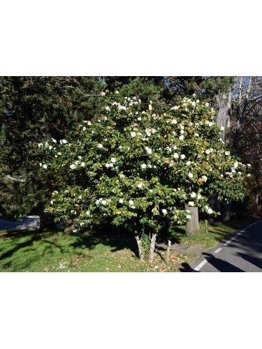 Camelia bianca "Camellia...