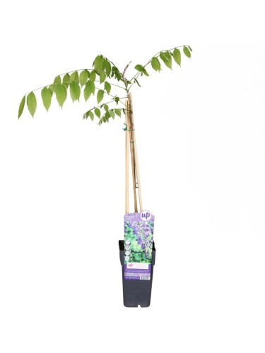 Glicine "Wisteria" pianta...