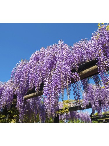 Glicine "Wisteria" pianta...