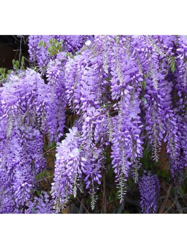 Glicine "Wisteria" pianta...