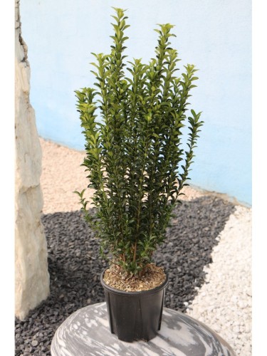 Evonimo "Euonymus japonicus...