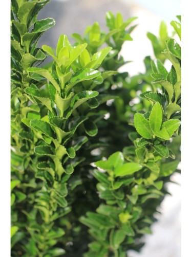 Evonimo "Euonymus japonicus...