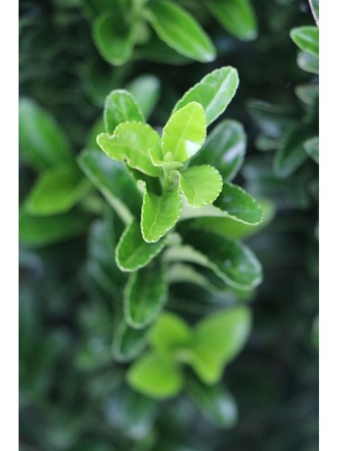 Evonimo "Euonymus japonicus...