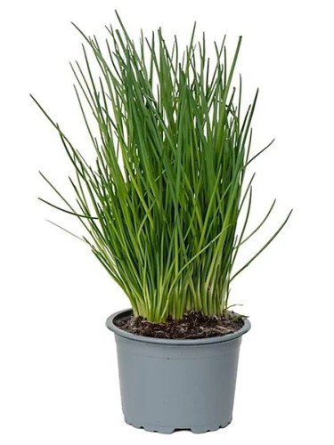 Erba Cipollina "Allium...