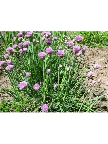 Erba Cipollina "Allium...