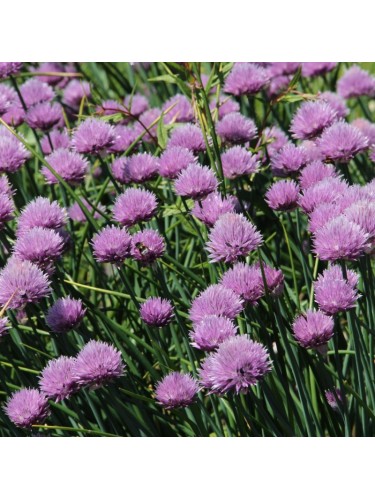 Erba Cipollina "Allium...