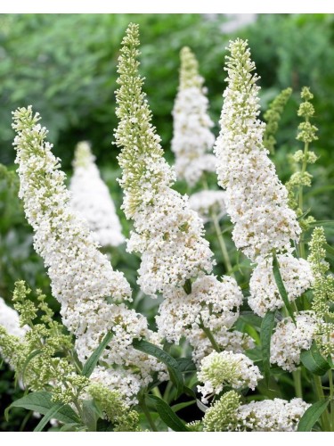 Buddleia davidii White...