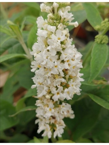 Buddleia davidii White...
