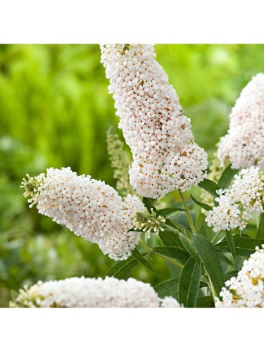 Buddleia davidii White...