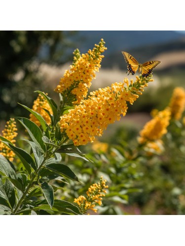 Buddleia gialla Sungold...