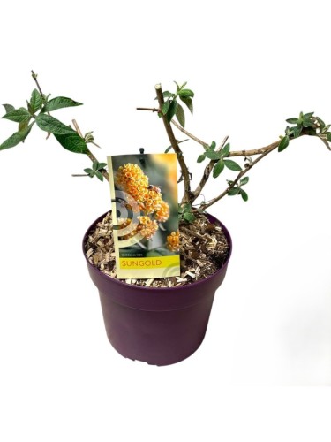 Buddleia gialla Sungold...