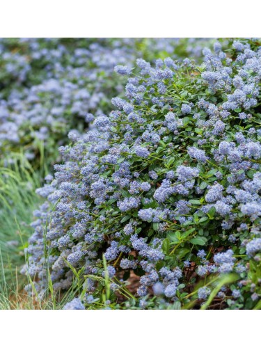 Ceanoto "Ceanothus...