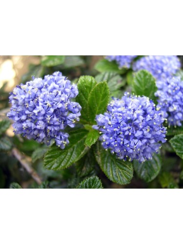 Ceanoto "Ceanothus...