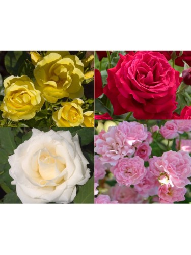 Rose rampicanti piante di...