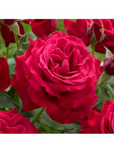 Rose rampicanti piante di...