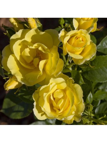 Rose rampicanti piante di...