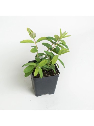 Iperico calicino "Hypericum...