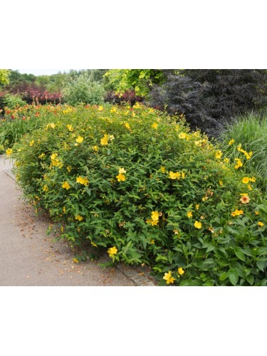 Iperico calicino "Hypericum...