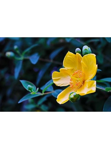 Iperico calicino "Hypericum...