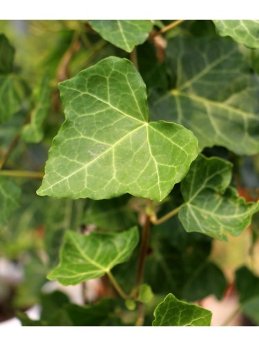 Edera comune "Hedera helix"...