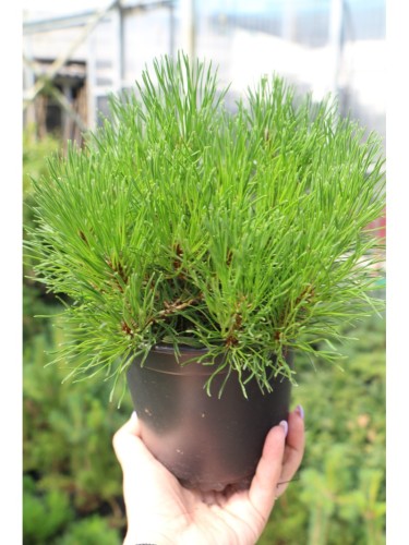 Pino mugo "Pinus mugo"...