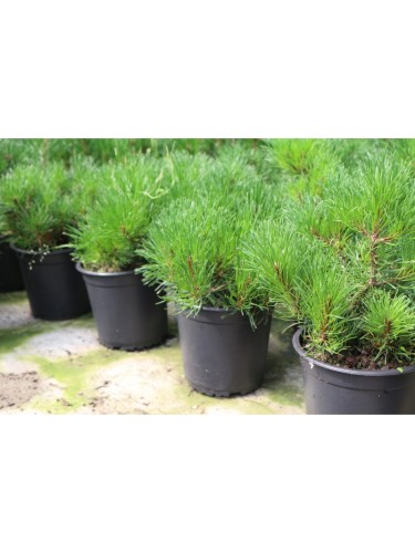 Pino mugo "Pinus mugo"...