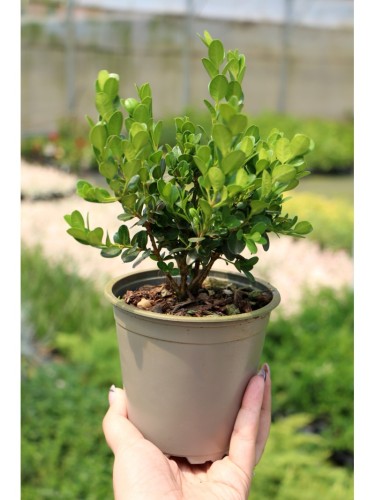 Bosso "Buxus microphylla...
