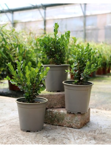 Bosso "Buxus microphylla...