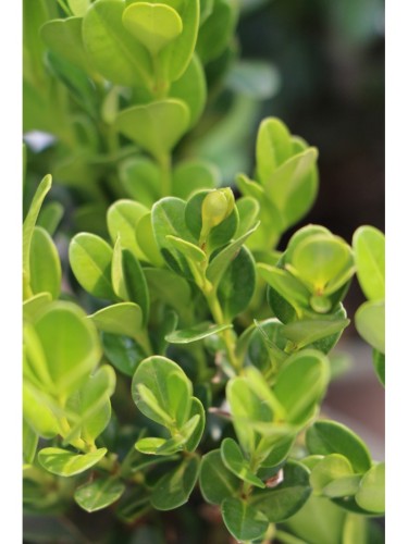 Bosso "Buxus microphylla...