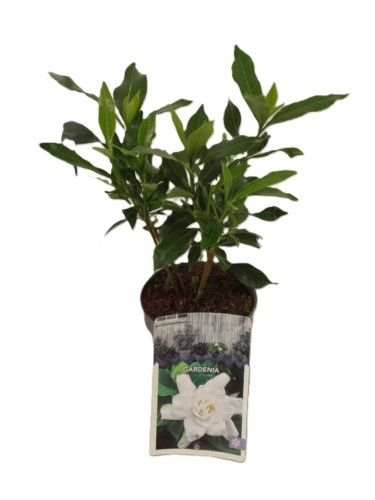 Gardenia jasminoides pianta...