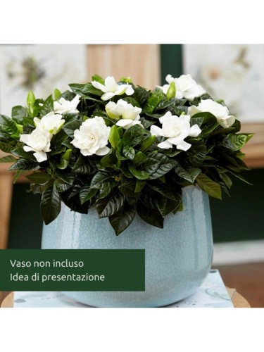 Gardenia jasminoides pianta...