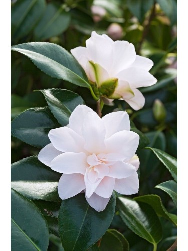 Camelia bianca Hagoromo...