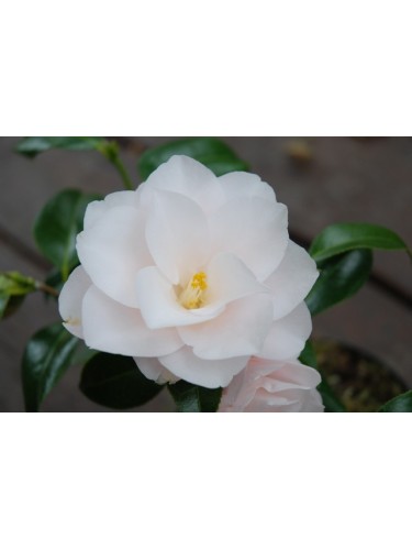 Camelia bianca Hagoromo...
