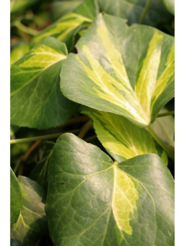 Pianta Edera Variegata...