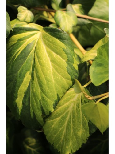 Pianta Edera Variegata...