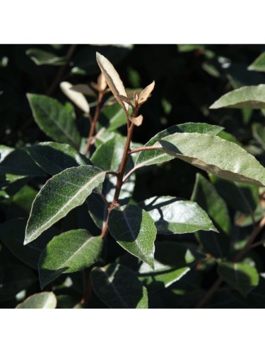 Eleagno "Eleagnus x...