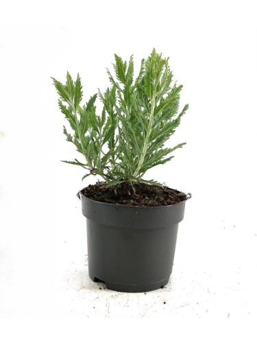 Perovskia Salvia Russa |...