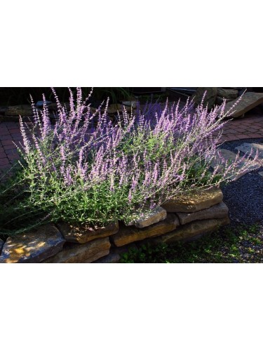 Perovskia Salvia Russa |...