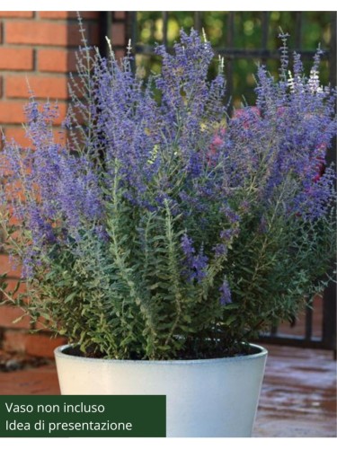 Perovskia Salvia Russa |...