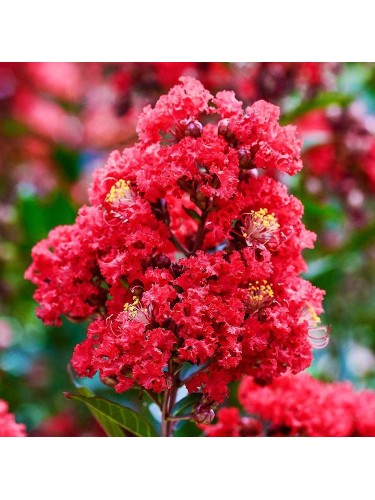 Lagerstroemia indica Rossa...