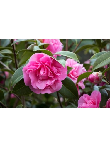 Camelia rosa scuro...